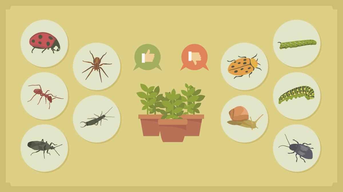 13 Tips for Protecting Your Garden from Urban Pests - TUGI